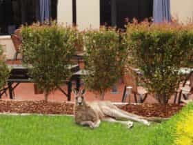 Kangaroo lying on the grass outside one of the rooms