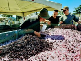 large vat of grapes fermenting with winemakers hands in mixture & two men watching over the side.