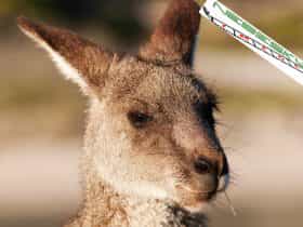 Kangaroo chewing on grass.