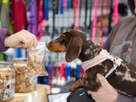 Pooches_in_the_park_dog_friendly_markets_moreton_bay