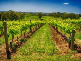 Adelaide’s Top Food & Wine Tours